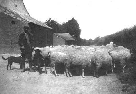 Un troupeau qui s'en va prendre l'air ... et l'herbe dans les pâtures du Gard